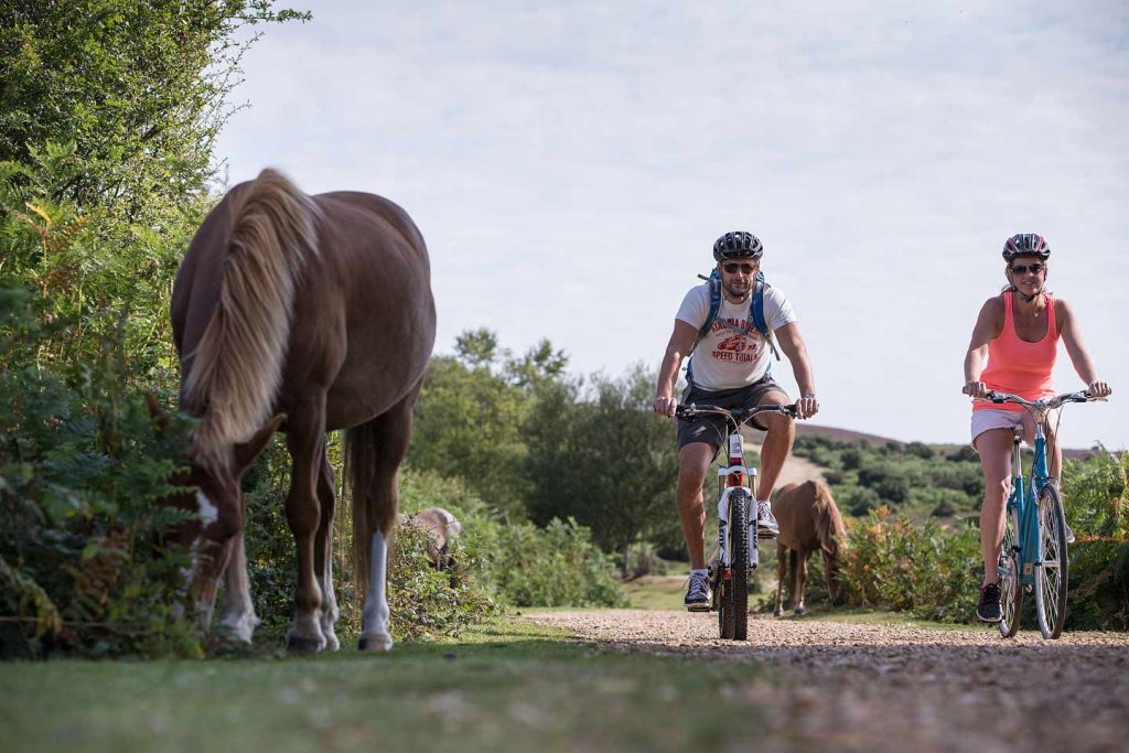 Cycling in the New Forest