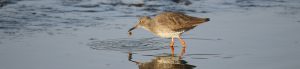 Redshank