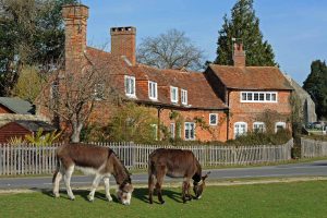 Donkeys grazing by the road near Beaulieu