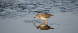 Redshank