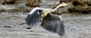 2018 photo competition winner - Bobbie Torkington