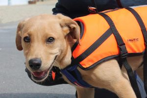 Dog in a life jacket at Buckler's Hard Yacht Harbour
