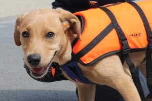 Dog in a life jacket at Buckler's Hard Yacht Harbour
