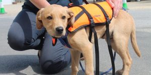 Desktop-news-Doggy-lifejacket--(870x580)