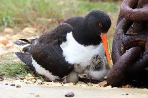 2019 SHORTLISTED - BM Cartwright